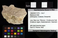 Foto (Objket + Etiketten) von Brachyura indet. 